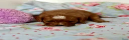 Cavapoo dogs for sale: Stunning red toy’s- Health Tested - KC parents - Advert 20