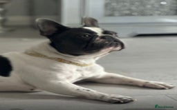 French Bulldog dogs for sale: French bulldog 1 year old for sale  - Image 3
