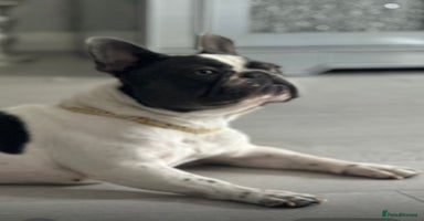 French Bulldog dogs - Advert 15