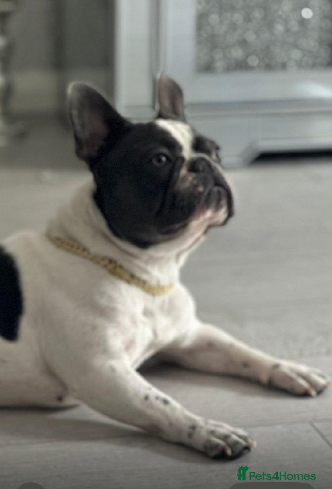 French Bulldog dogs for sale: French bulldog 1 year old for sale  - Image 3