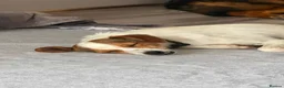 Jack Russell dogs for adoption: Joy — A Gentle Little Jack Russell Mix in St Albans - Advert 1