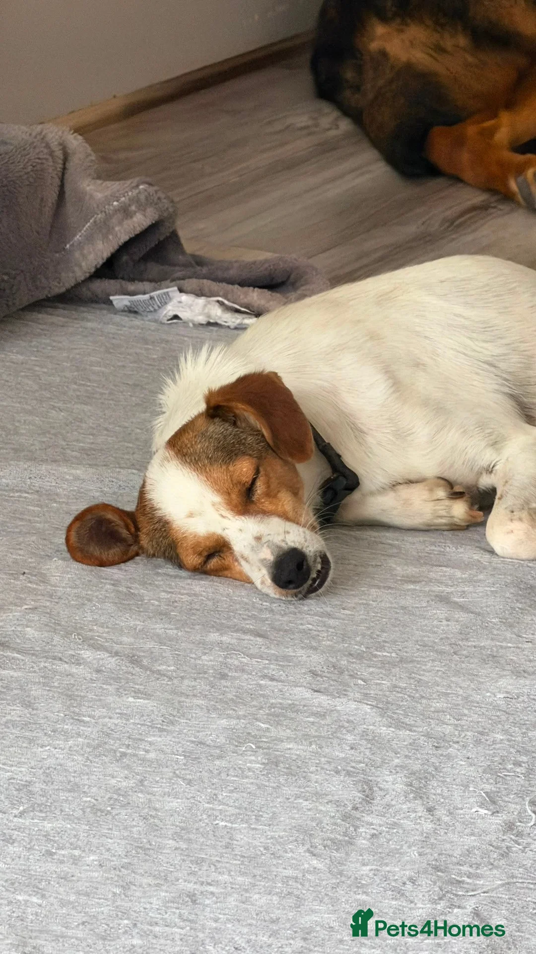 Jack Russell dogs for adoption: Joy — A Gentle Little Jack Russell Mix in St Albans - Advert 1