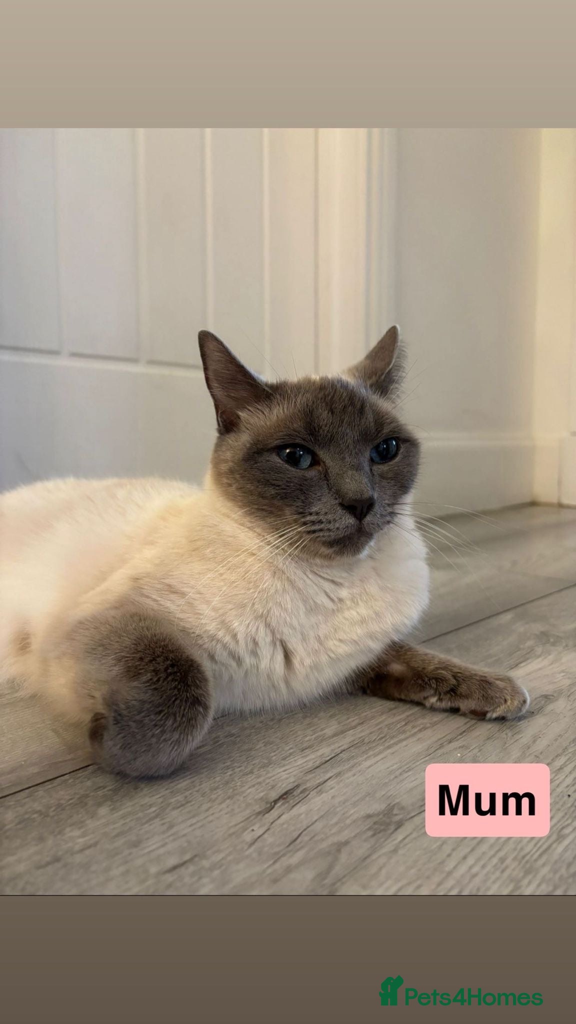 Ragdoll cats 5 Ragdoll Kittens 🐾  - Advert 1