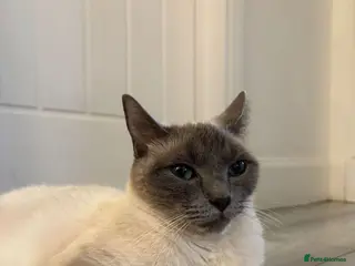 Ragdoll cats 5 Ragdoll Kittens 🐾 - Advert 1