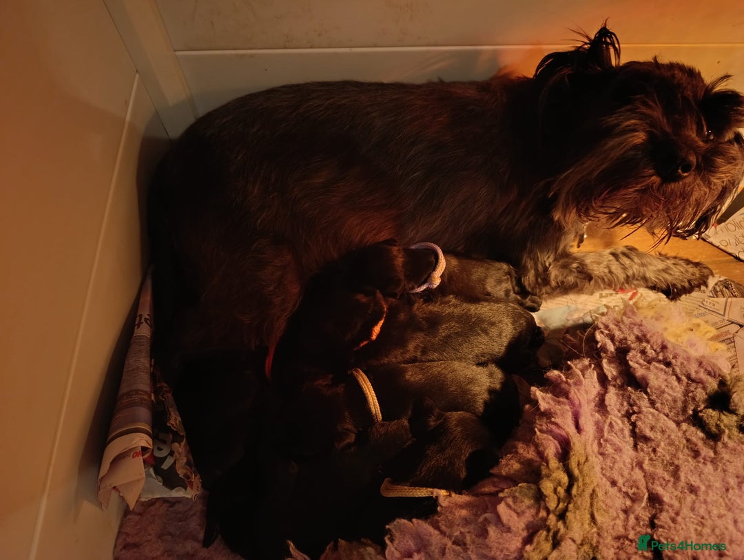 Miniature Schnauzer dogs for sale: Kc reg miniature schnauzers pups available  - Advert 9