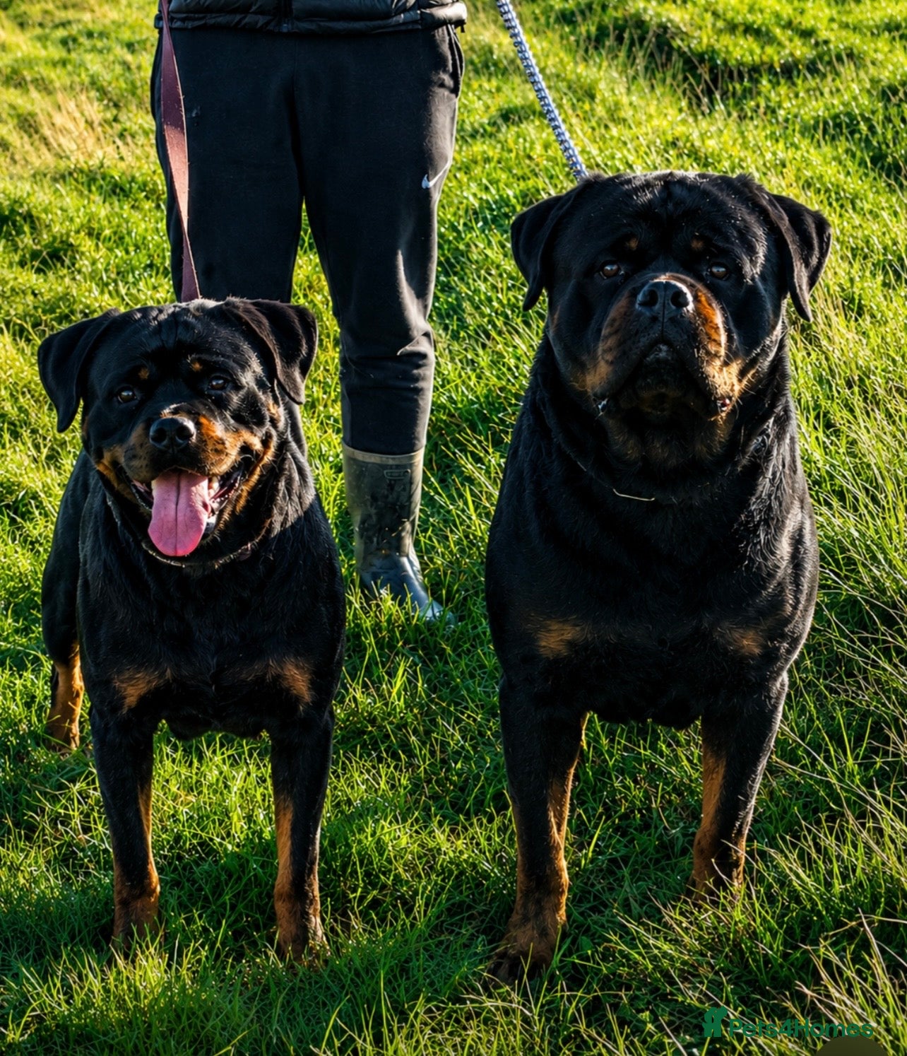 Rottweiler dogs Champion Rottweiler KC Registered Puppies - Advert 1