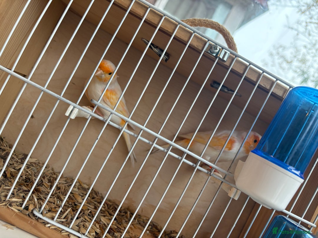 Canaries birds for sale: 2 orange and white canaries  - Advert 2