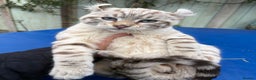 Savannah cats for sale: Superb snow leopard male  - Advert 25