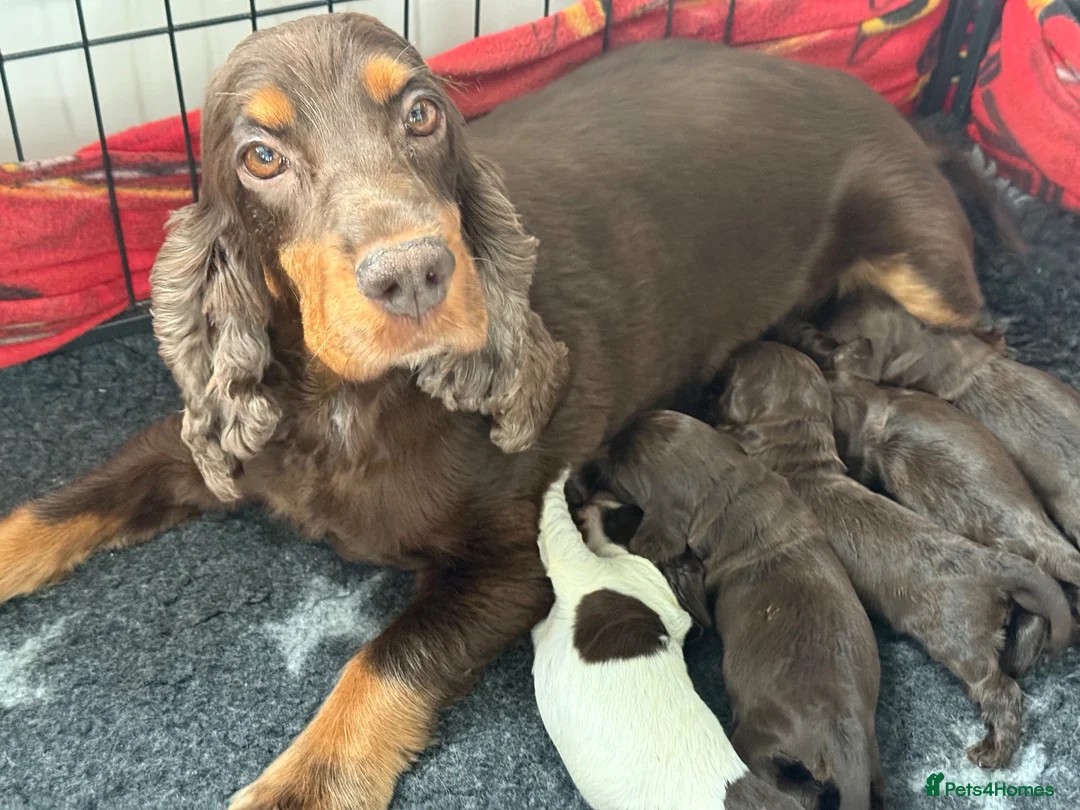 Cocker Spaniel dogs for sale: Stunning Show Cocker Spaniel Boys - Advert 2