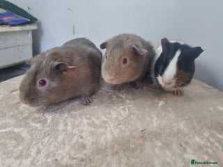 Guinea Pig rodents for sale: Female Guinea Pigs - Advert 2