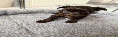 Yorkshire Terrier 4