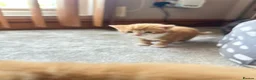 Mixed Breed cats for sale: Cute cats for sell in Maldon - Advert 6