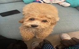 Maltipoo dogs for sale: Cute Maltipoo girl - Image 4