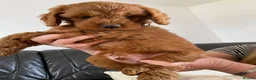 Cockapoo dogs for sale: DNA Clear 6 Gorgeous Dark Red F1 Cockapoo puppies - Advert 16