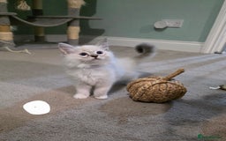 Ragdoll cats for sale: Gorgeous pure breed Ragdoll kittens  - Image 7