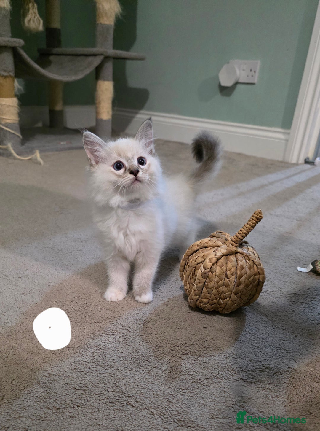Ragdoll cats for sale: Gorgeous pure breed Ragdoll kittens  - Image 7