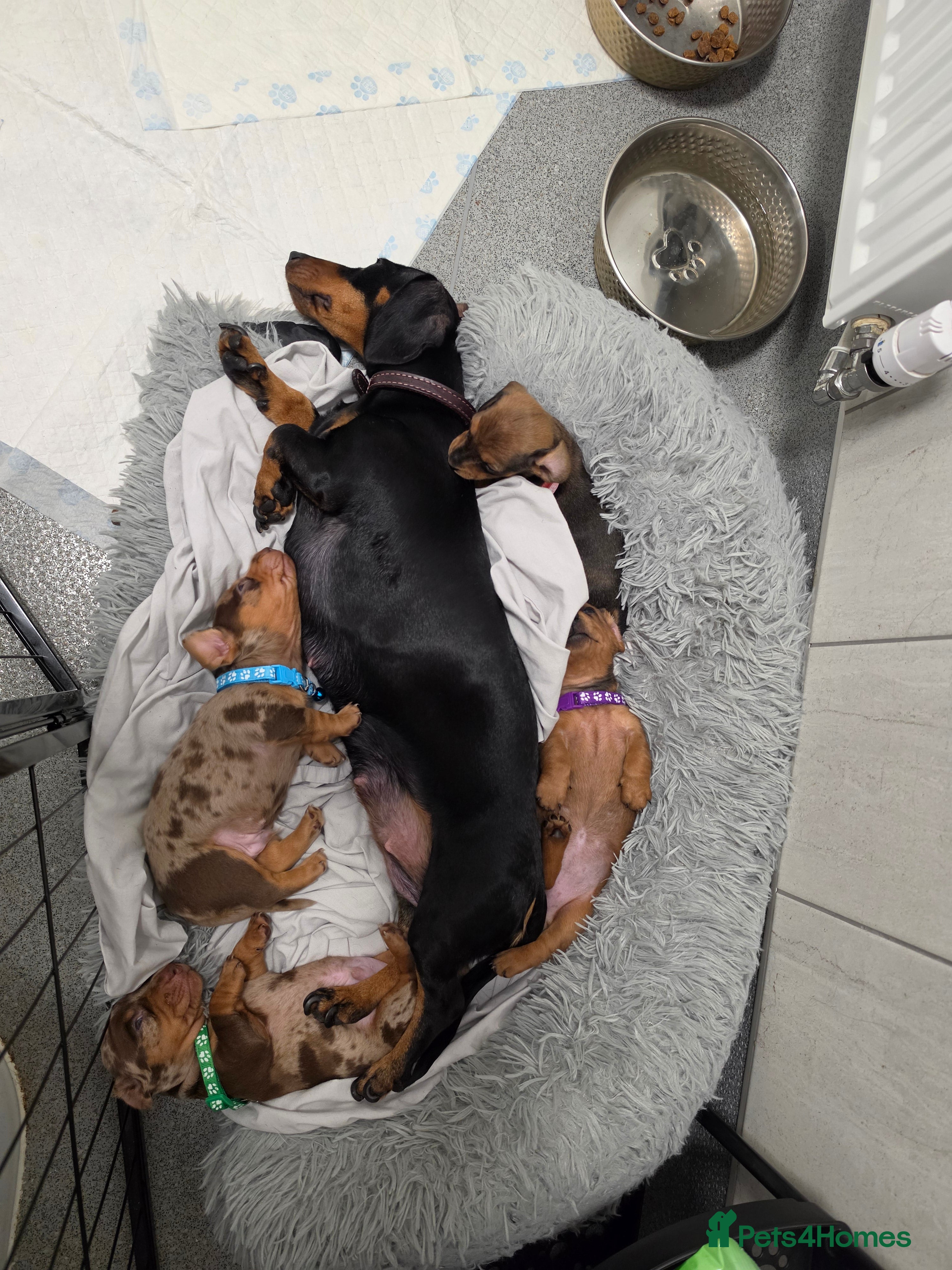 Miniature Dachshund dogs Minature dachshund Puppies - Advert 8