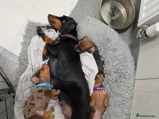 Miniature Dachshund dogs Minature dachshund Puppies - Advert 8