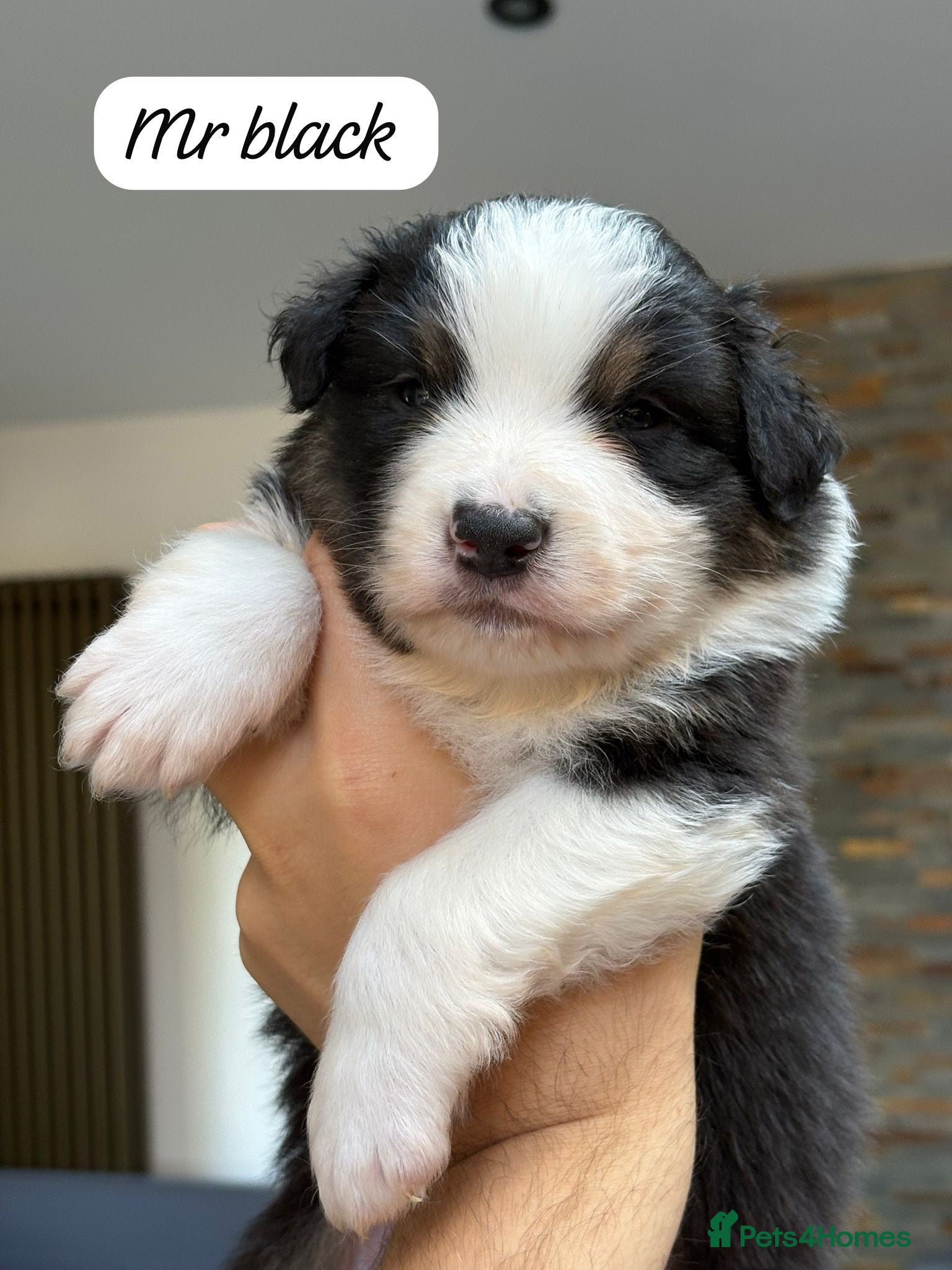 Australian Shepherd dogs Outstanding Merle/Black Tri KC Reg Puppies  - Advert 8