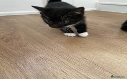 Domestic Shorthair cats for sale: Domestic shorthair - Image 6