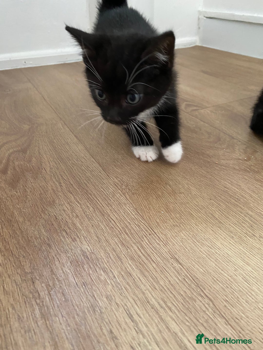 Domestic Shorthair cats for sale: Domestic shorthair - Image 6