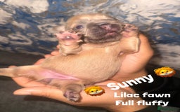 French Bulldog dogs for sale: Fluffy & testable frenchies - Image 11