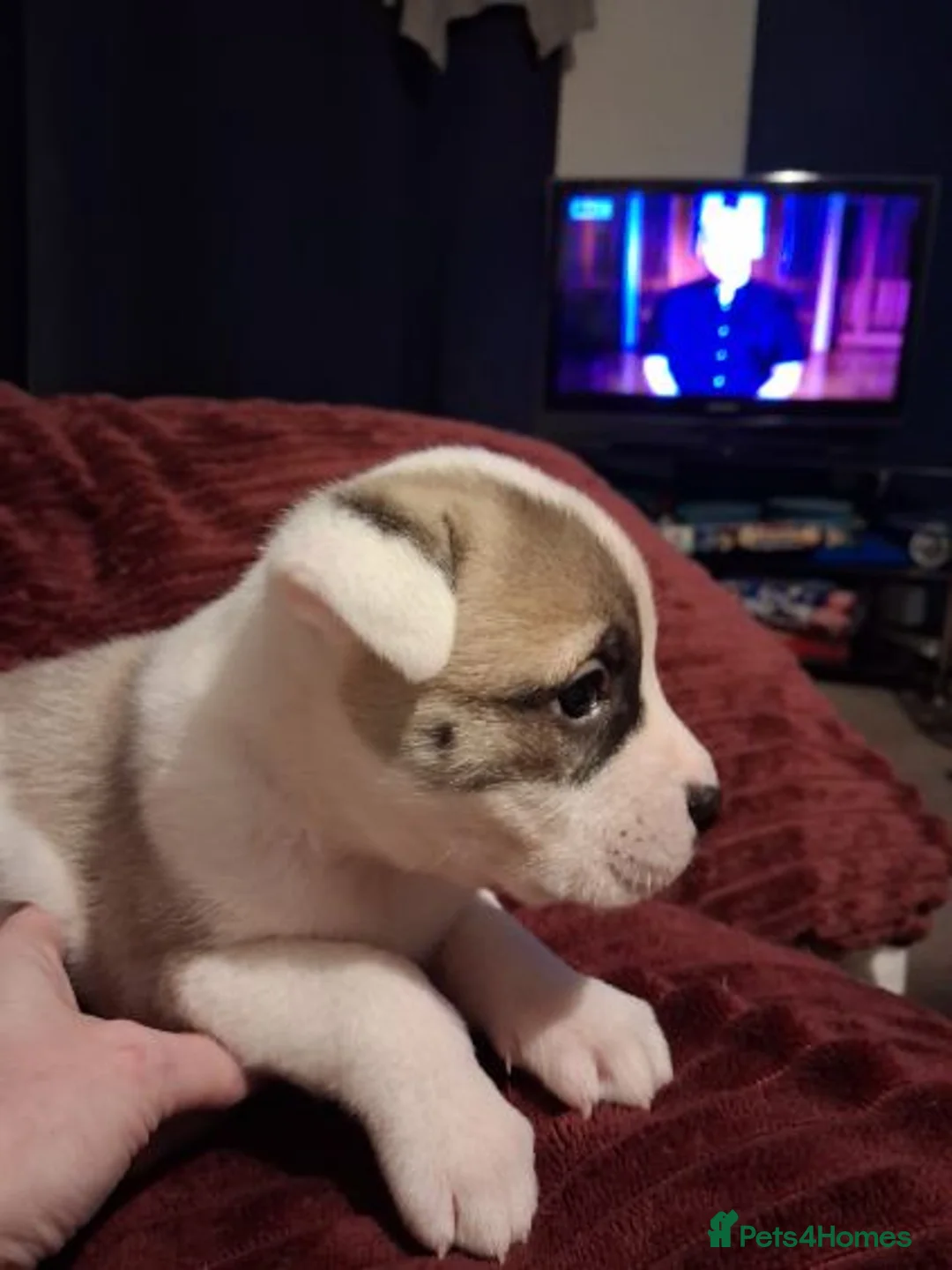 Mixed Breed dogs for sale: Akita x American staff puppies for sale  - Advert 10