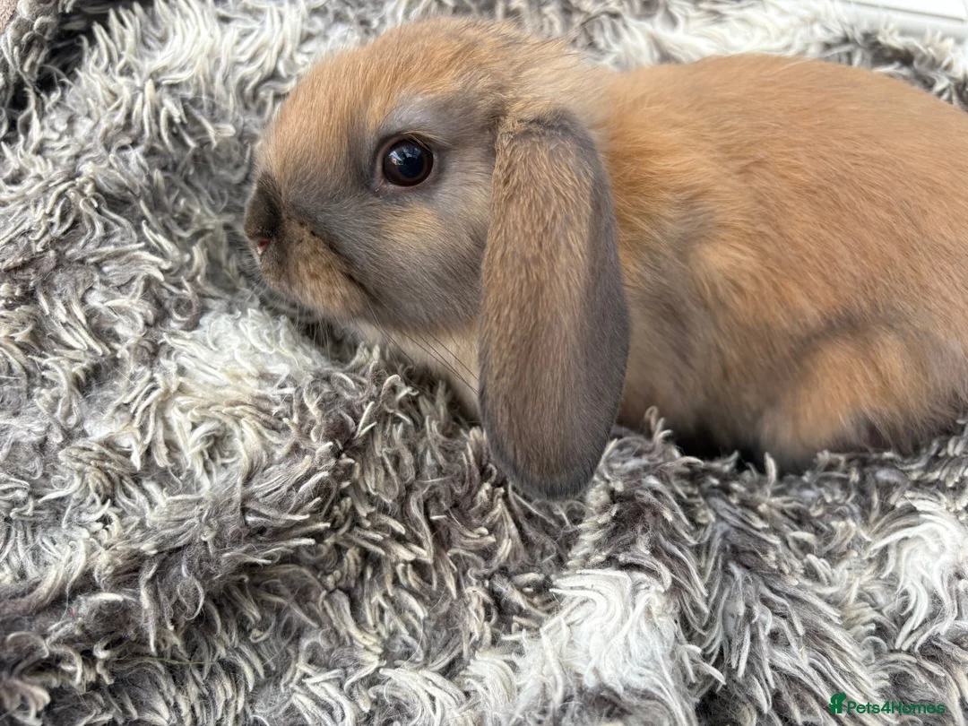 Mini Lop rabbits for sale: Beautiful Mini Lop Baby Rabbits🐇❤️ in Coalville - Advert 2