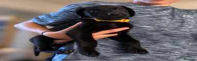 Labrador Retriever 1