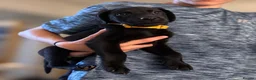 Labrador Retriever dogs for sale: Labrador Retrievers Ready Now  - Advert 14