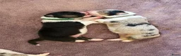 Australian Shepherd dogs for sale: Australian Shepherd Puppies in Chelmsford - Advert 7