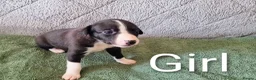 Whippet dogs for sale: Whippet x Greyhound in Atherstone - Advert 2