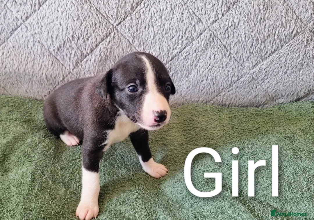 Whippet dogs for sale: Whippet x Greyhound in Atherstone - Advert 2