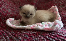 Ragdoll cats for sale: 💞 RAGDOLL Kittens Ready 13th August GrCh Blood - Image 25