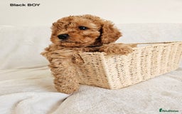 Cavapoo dogs for sale: Adorable F1b Cavapoo Puppies Ready 15th November - Image 28