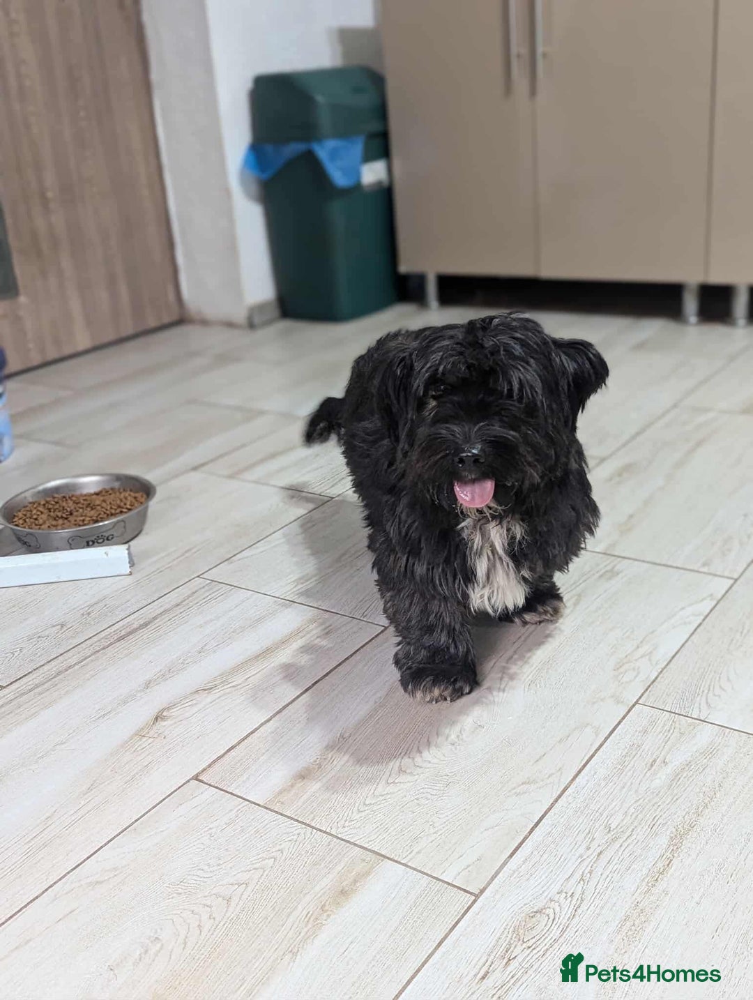 Mixed Breed dogs for adoption: Small playful girl needs a home with another dog - Image 5