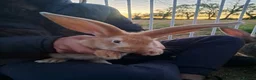 Continental Giant rabbits for sale: Continental giant rabbits  - Advert 16