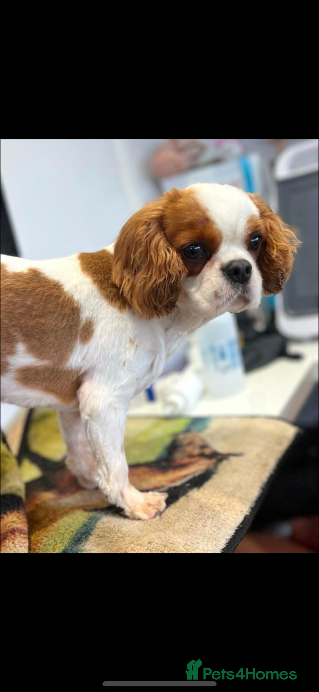 Cavapoo dogs for sale: *READY TO GO* beautiful cavapoo boy - Advert 6