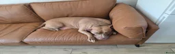 American Bulldog dogs for sale: Pocket American bulldog, she needs a forever home - Advert 3