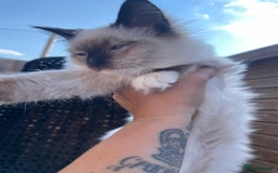 Ragdoll cats for sale: X3 Ragdolls (Flame point, bicolour and seal point) - Image 12