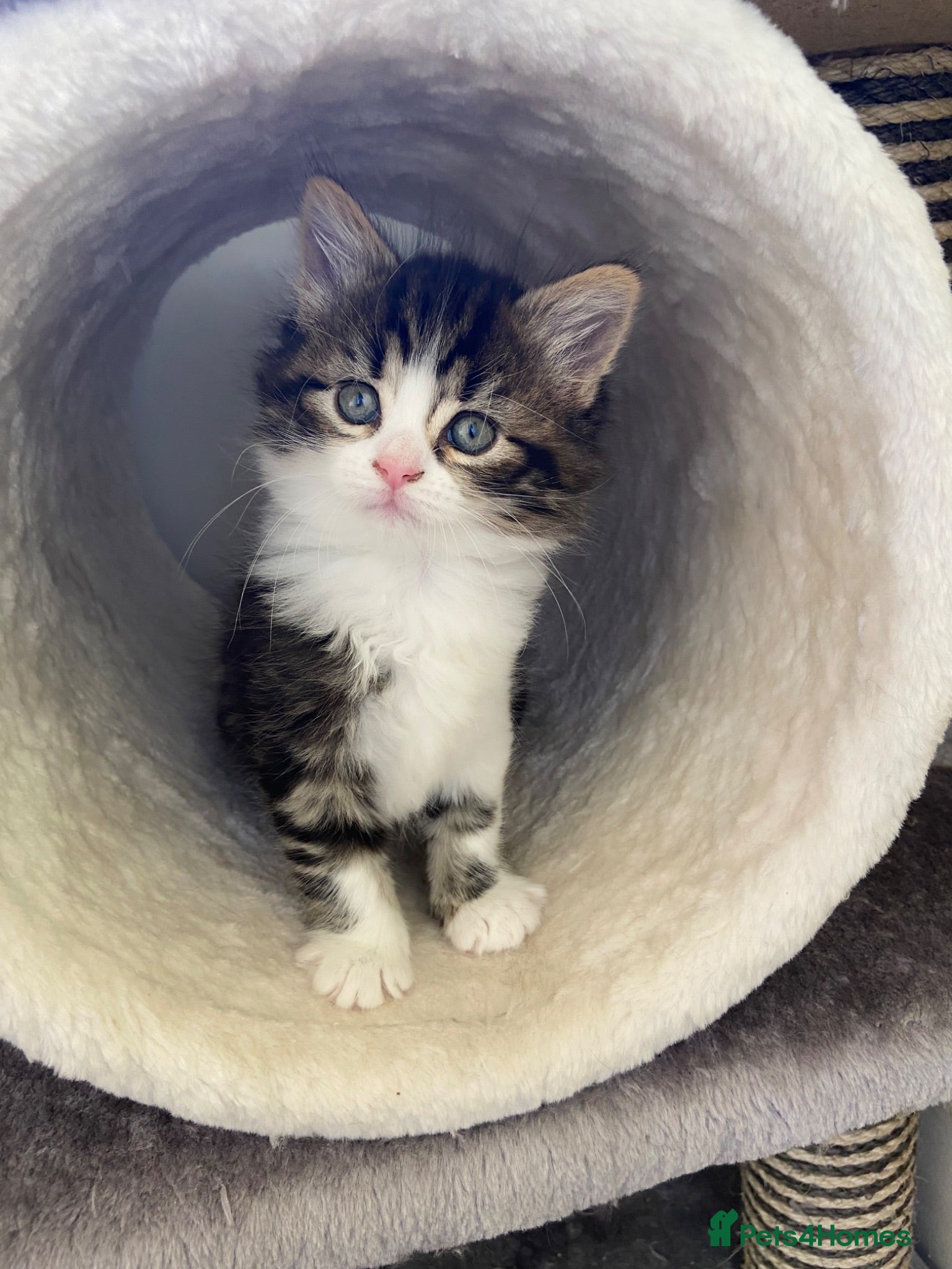 Mixed Breed cats 5 beautiful kittens  - Advert 4