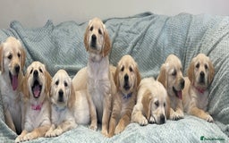 Golden Retriever dogs for sale: Quality Litter Of KC Reg Golden Retriever Puppies  - Image 11
