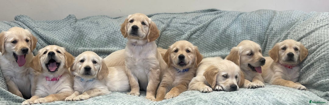 Golden Retriever dogs for sale: Quality Litter Of KC Reg Golden Retriever Puppies  - Image 11