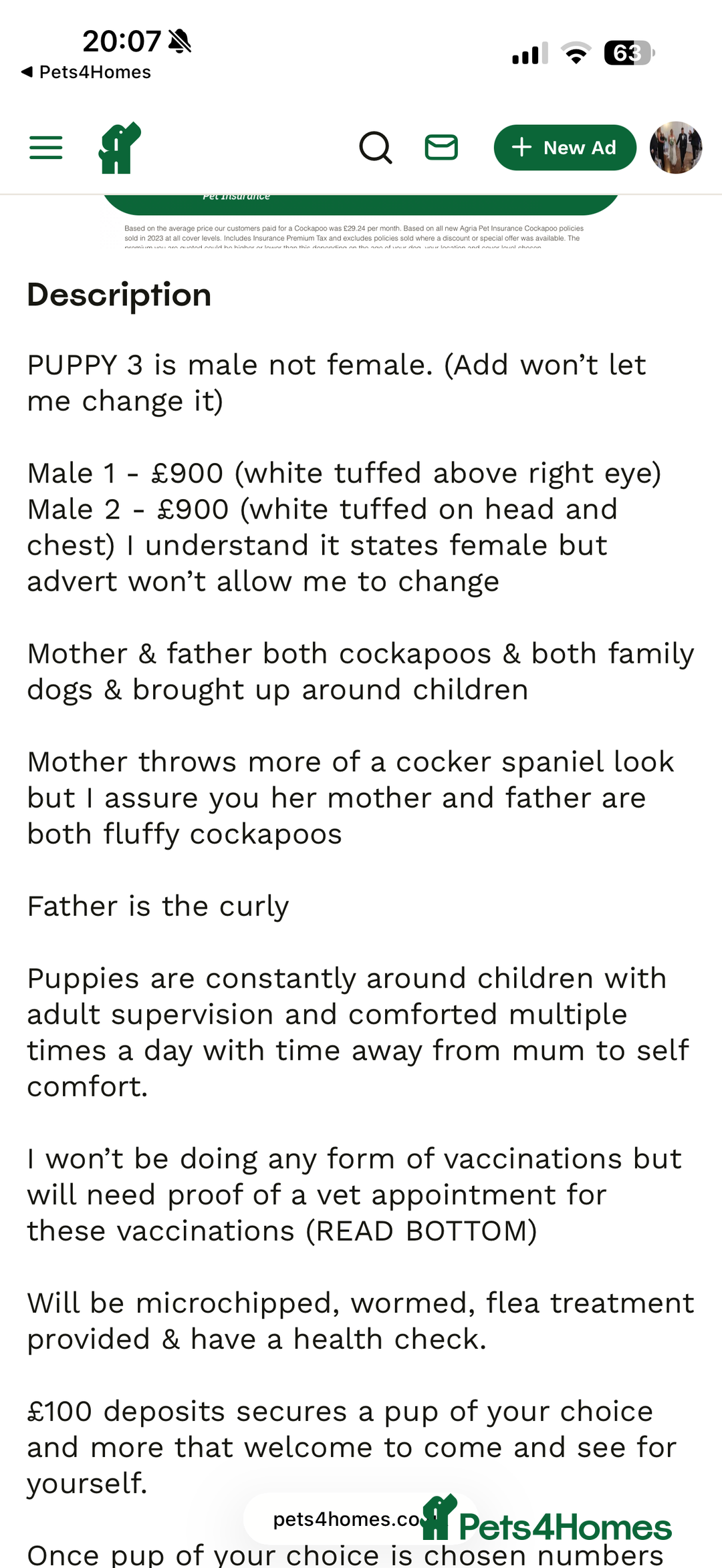 Cockapoo dogs for sale: Cockapoo Puppies For Sale  - Advert 31