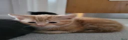 Mixed Breed cats for sale: Beautiful kittens - Advert 4