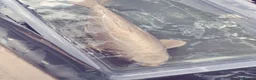 Koi Carp fish for sale: Koi carp  in Welwyn - Advert 20