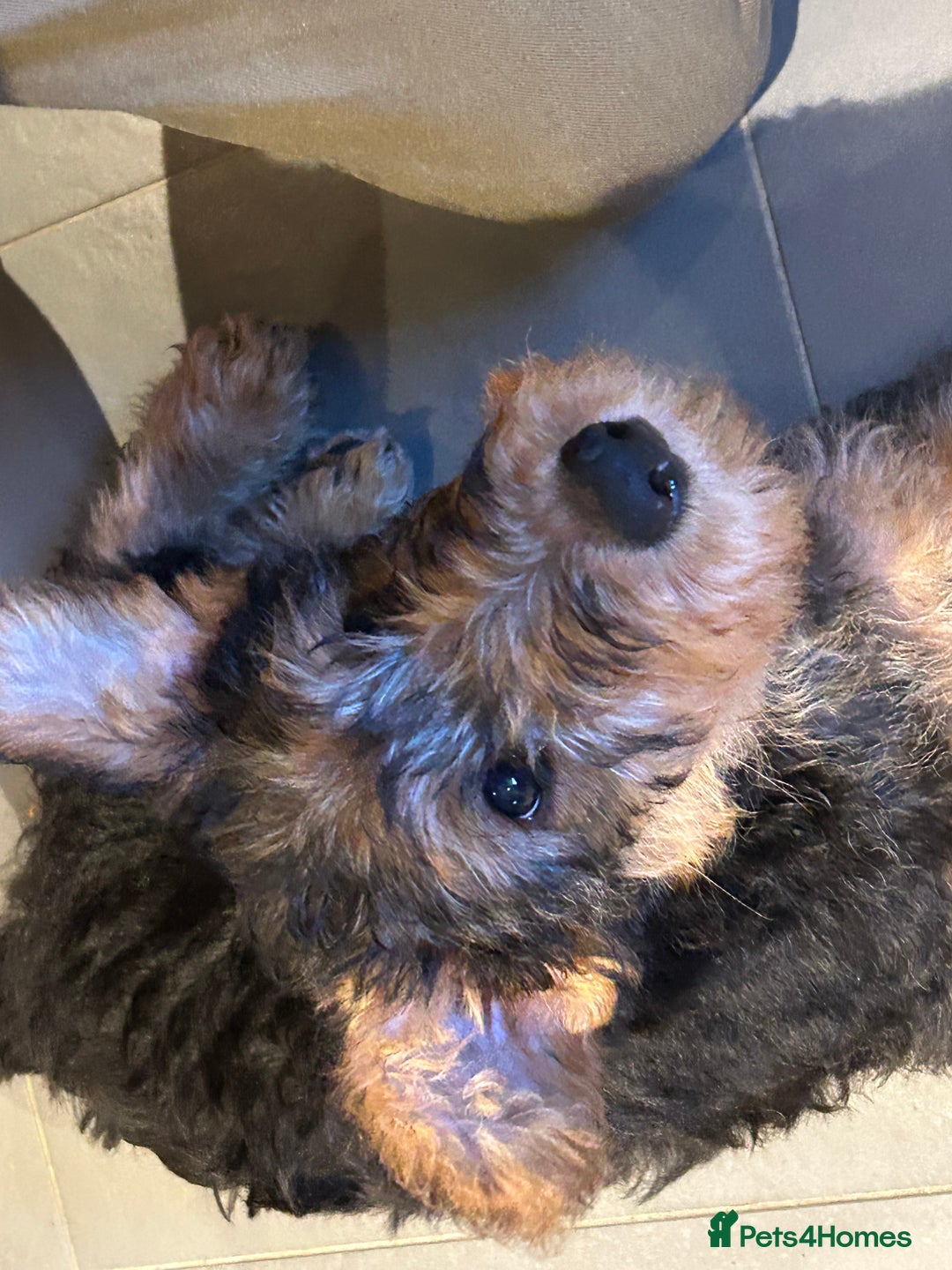 Airedale Terrier dogs for sale: Airedale puppy girl looking for a new home  - Advert 5