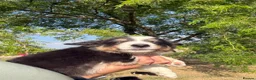Border Collie dogs for sale: Beautiful Tri Border Collies looking for 5⭐️ homes - Advert 18