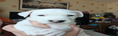 Jack Russell 2