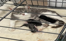 Mixed Breed cats for sale: Beautiful tabby kittens - Image 7